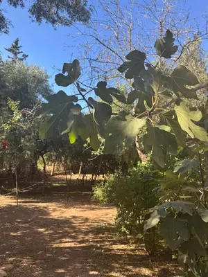 a tree with large green leaves in a yard at Villa Zaïtoun in Aït Ourir