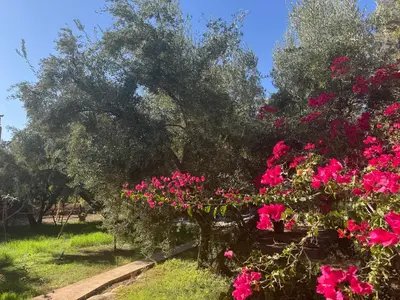 a tree with pink flowers in a garden at Villa Zaïtoun in Aït Ourir