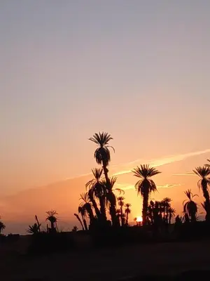 a sunset with palm trees in the foreground at Camp sahara in Oulad Akkou