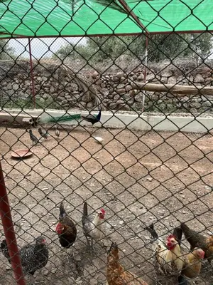 a group of chickens in a cage at Beautiful peaceful haven with free breakfast in Aghmat