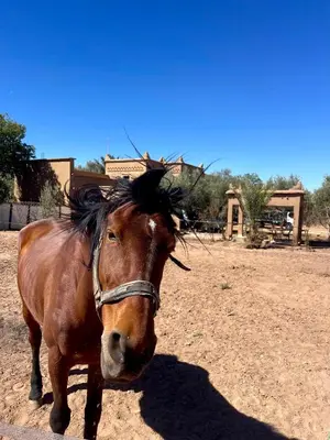 a brown horse is standing in a field at Ranch Skouraya in Tajante