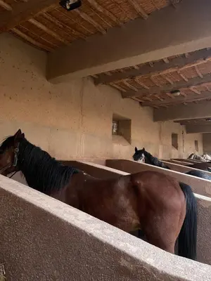 a group of horses standing in a stable at Ranch Skouraya in Tajante