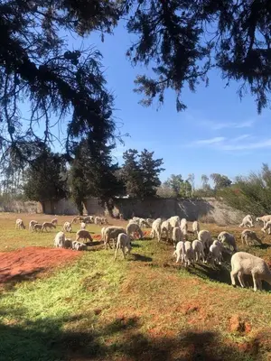 a herd of sheep grazing in a field at Houria in Oulad Akkou