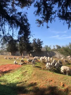 a herd of sheep grazing in a field at Houria in Oulad Akkou