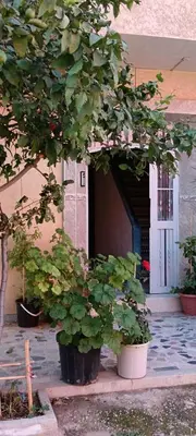 a tree in front of a house with plants at belle vue in Meknès