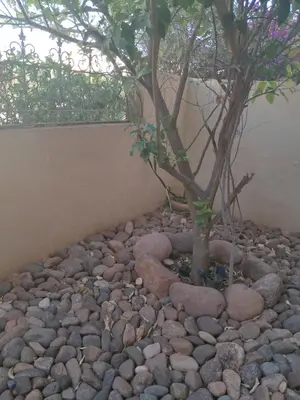 a tree sitting on a pile of rocks at Villa in Oulad Akkou