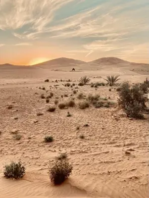 a desert with bushes and a sunset in the distance at Desert Campo in Oulad Akkou