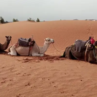 Desert Campo