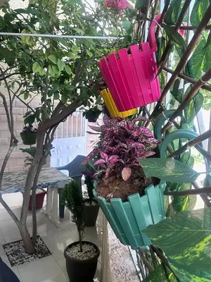 a group of colorful umbrellas hanging from a tree at Maison individuelle lazaret in Oulad Akkou