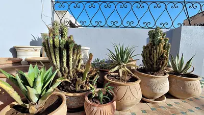 a group of potted plants sitting on a table at Riad Dar Bahija Fes in Fès