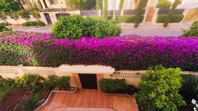 an overhead view of purple flowers on a building at No21 Loulan Villa21\u53f7\u522b\u5885\u6c11\u5bbf in Oulad Akkou