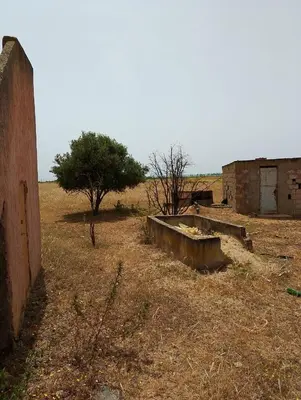 an old building and a tree in a field at la maison du belmokhtar Mansour in Douar Sidi Mohammed