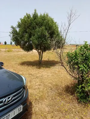 a car parked next to a tree in a field at la maison du belmokhtar Mansour in Douar Sidi Mohammed