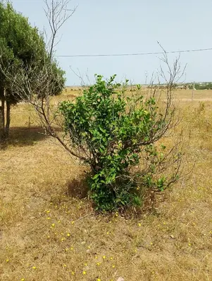 a bush in the middle of a field at la maison du belmokhtar Mansour in Douar Sidi Mohammed
