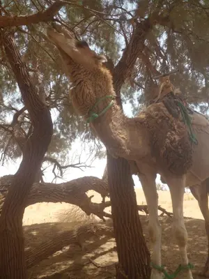 a camel is tied to a tree at قصر الركابي in Mhamid