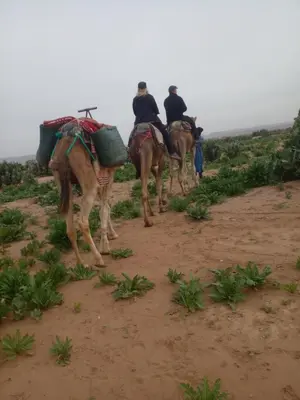 a group of people riding on the backs of camels at قصر الركابي in Mhamid