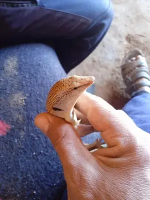 a person holding a small lizard in their hand at قصر الركابي in Mhamid