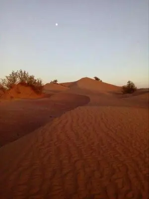 a desert with sand dunes and trees in the distance at قصر الركابي in Mhamid
