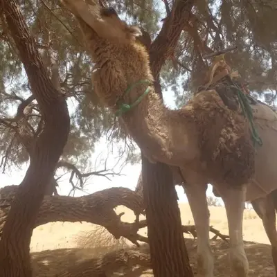 قصر الركابي