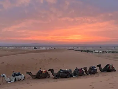a group of camels in the desert at sunset at One Thousand and One Night Luxury Camp in Merzouga