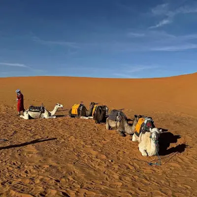 a group of animals sitting in the desert at One Thousand and One Night Luxury Camp in Merzouga