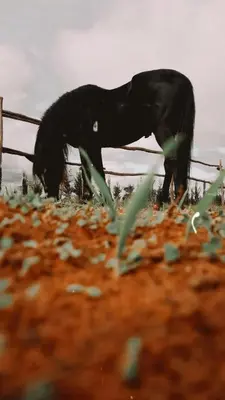 a black horse eating grass in a field at Villa Syam in Tiflet