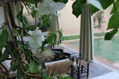 a room with green plants and a window at Villa moulay abdella in Marrakech