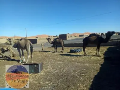 a group of camels standing in a field at visitando el desierto in Merzouga