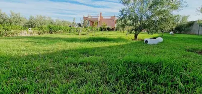 a field of green grass with a tree and a building at DAR MORAD VILLA AVEC PISCINE PRIVEE DANS UNE FERMe in Bou Azza
