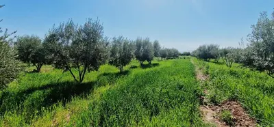 an apple orchard with trees and a dirt road at DAR MORAD VILLA AVEC PISCINE PRIVEE DANS UNE FERMe in Bou Azza