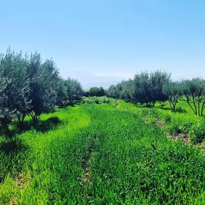 a field of green grass with trees in the background at DAR MORAD VILLA AVEC PISCINE PRIVEE DANS UNE FERMe in Bou Azza