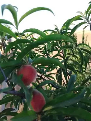 a tree with pink fruit on it at Ferme Maria in Tiflet