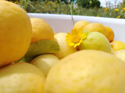 a bowl of lemons with a yellow flower on top at Ferme Maria in Tiflet