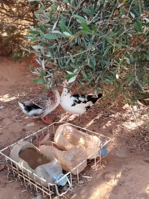 two birds are sitting in a cage under a tree at Ferme Maria in Tiflet