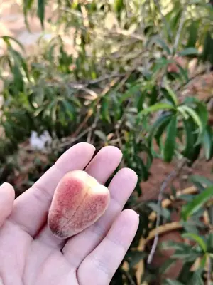 a hand holding a small apple in a garden at Ferme Maria in Tiflet