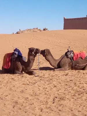 a camel laying on the sand in the desert at LuXURY SAHARA CAMP in Merzouga