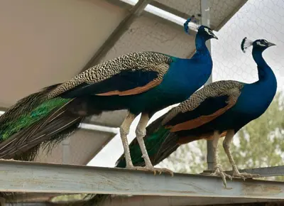 three peacocks standing on top of a fence at Villa sans vis à vis Lina in Marrakech