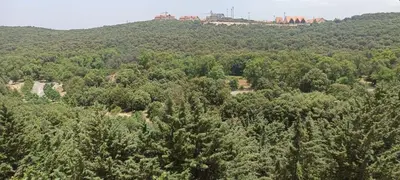 an aerial view of a forest of trees at Le refuge de Vittel in Ifrane