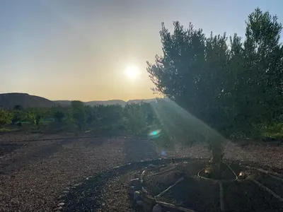 a tree in a gravel field with the sun setting at Dar Imane - Magnifique ferme en pleine nature in Ouarzazate