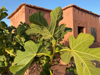 a leafy plant in front of a building at Dar Imane - Magnifique ferme en pleine nature in Ouarzazate