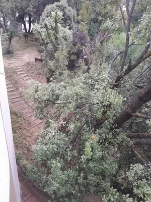 a tree branch laying on the ground in a garden at Centrical apartment in Ifrane forest and park view in Ifrane