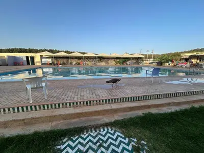 a bird standing in front of a swimming pool at la maison d'autre Nadia in Sefrou