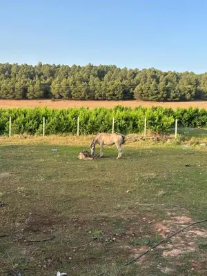 a horse grazing in a field of grass at la maison d'autre Nadia in Sefrou