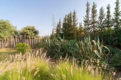 a garden with tall grass and a fence at Havre de Paix à Marrakech in Heddad