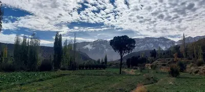 a tree in a field with mountains in the background at Almarkaz Assiyahi