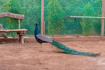 a peacock standing on the ground next to a bench at Riad Azelia