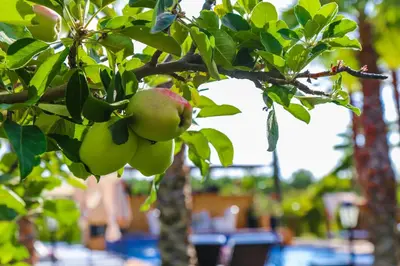 an apple tree with a bunch of green apples on it at Villa Palmyra, 8 suites et piscine chauffée in Marrakech