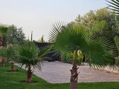 a group of palm trees in a park at Villa house 24 in Najem