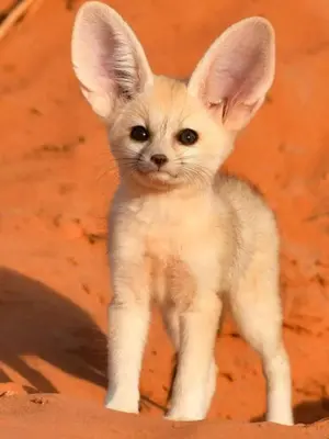 a small white kitten standing in the dirt at Merzouga Eastern Camp Luxury in Merzouga