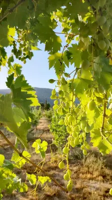 a bunch of green grapes hanging from a tree at La ferme d'hôtes des lacs in Sefrou